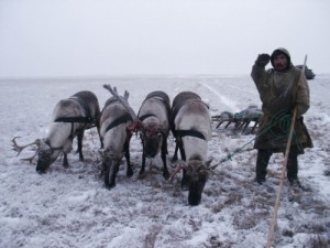 Create meme: reindeer, the day of reindeer breeder, holiday reindeer