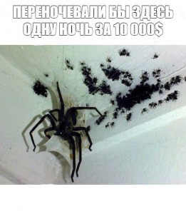 Create meme: scary spiders, big spiders in the house, a lot of spiders picture