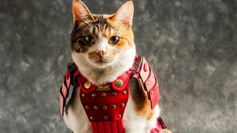 Create meme: cat in armor, cat knight, a cat in armor
