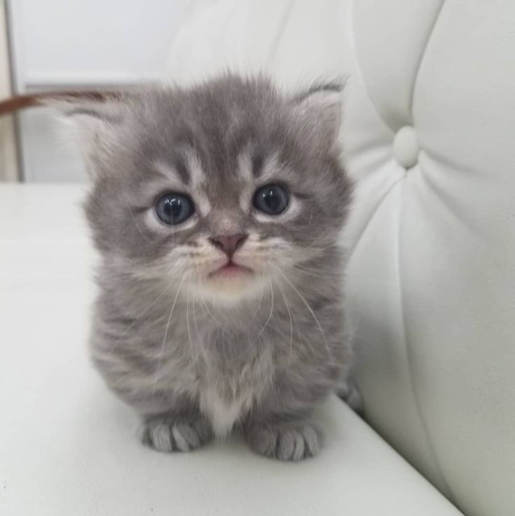 Create meme: cat , The British kitten, the scottish fold kitten