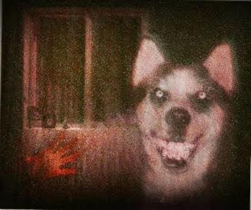 Создать мем: страшные истории на ночь, смайл дог страшный, улыбающаяся собака крипипаста