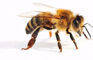 Create meme: honey bee, bees, bee picture
