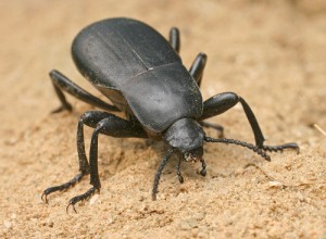 Создать мем: carabidae, насекомое, coleoptera