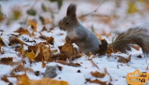 Create meme: autumn squirrel, squirrel in autumn, the first snow