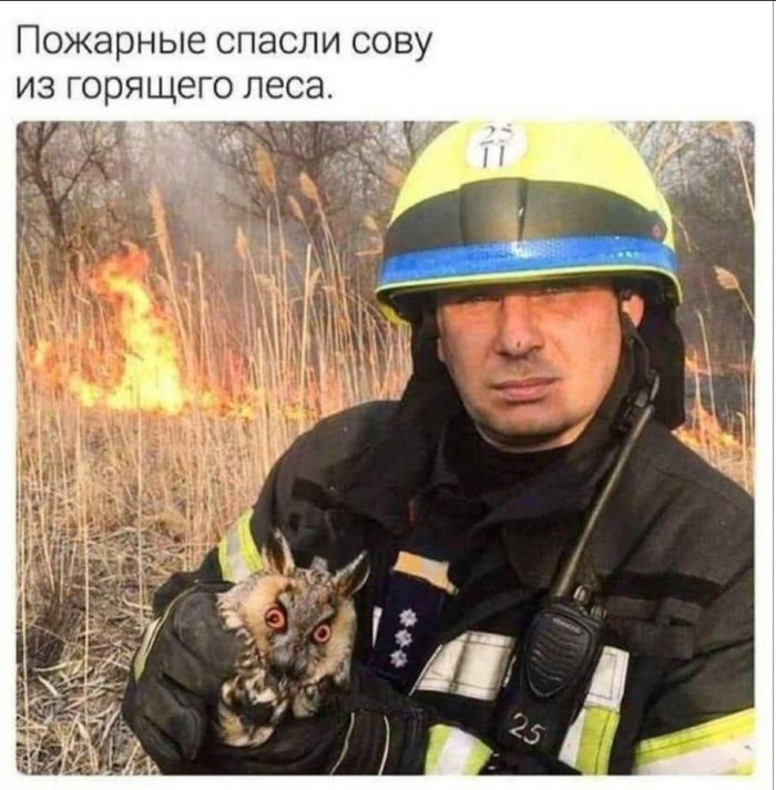 Create meme: A firefighter rescues a cat, firefighters rescued an owl from a burning forest, A firefighter saved a kitten