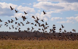 Create meme: clang of cranes, wild geese on the field, bird migration