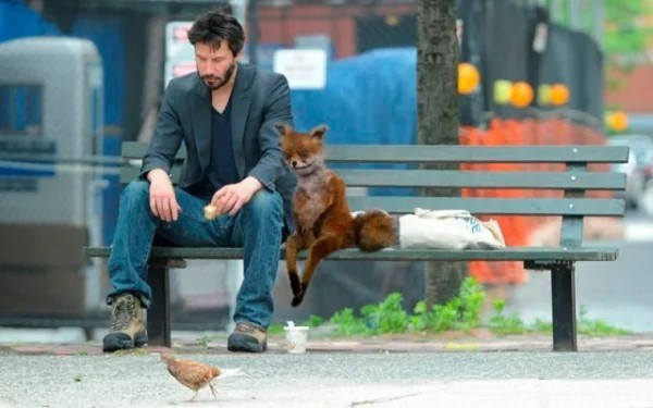 Create meme: The stoned Fox and Keanu, Keanu Reeves , The Stoned Fox and Keanu Reeves