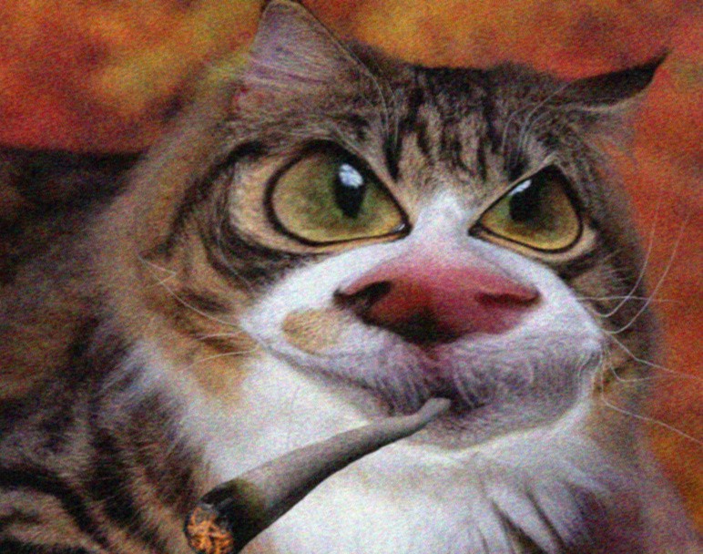Create meme: cat , norwegian forest cat bicolor, animals cats 
