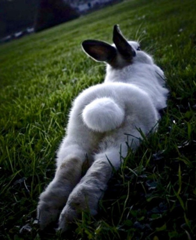 Create meme: The rabbit is lying down, rabbit rabbit, rabbit 