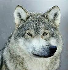 Create meme: wolf wolf, wolf grey, wolf wolf wolf meme
