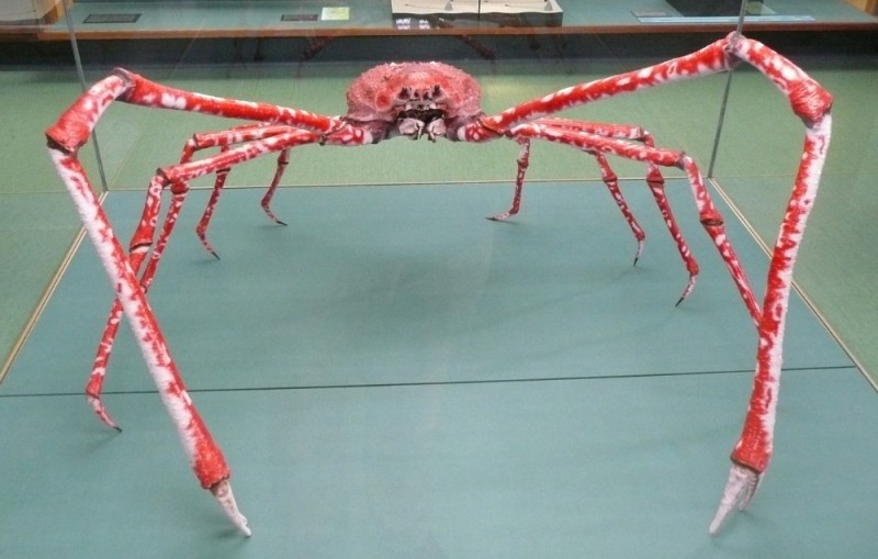 Create meme: japanese spider crab, spider crab, japanese spider crab / macrocheira kaem