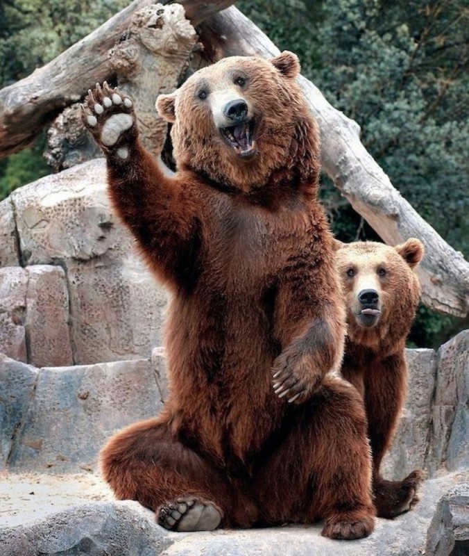 Create meme: bear waving his paw, bear bear, brown bear 
