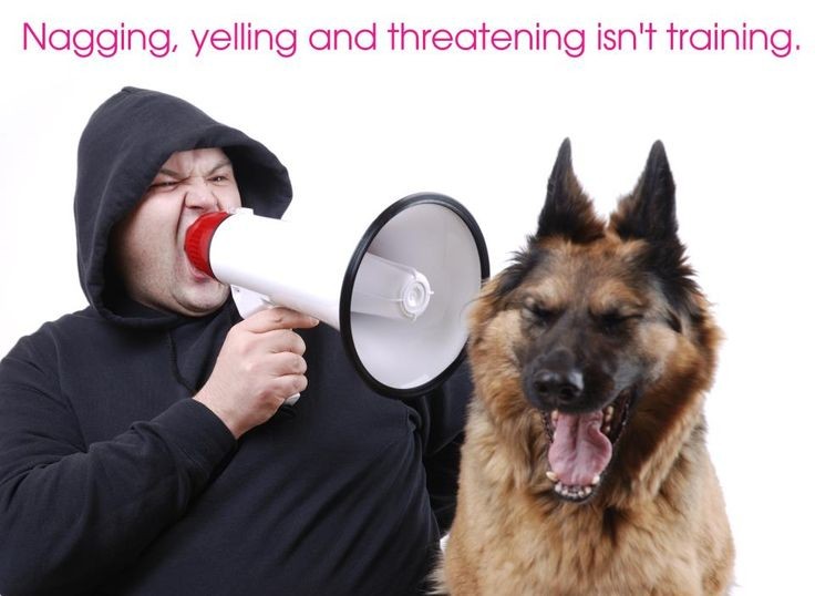 Create meme: The German Shepherd is evil, sound advertising, dog German shepherd