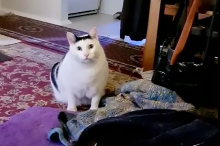 Create meme: fat white cat, cat , meme cat 