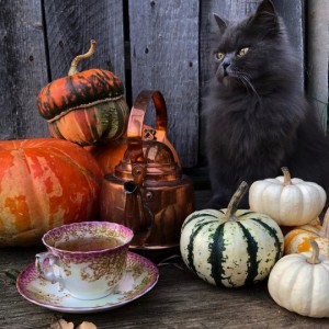 Create meme: halloween, thanksgiving, autumn still life with pumpkin photo