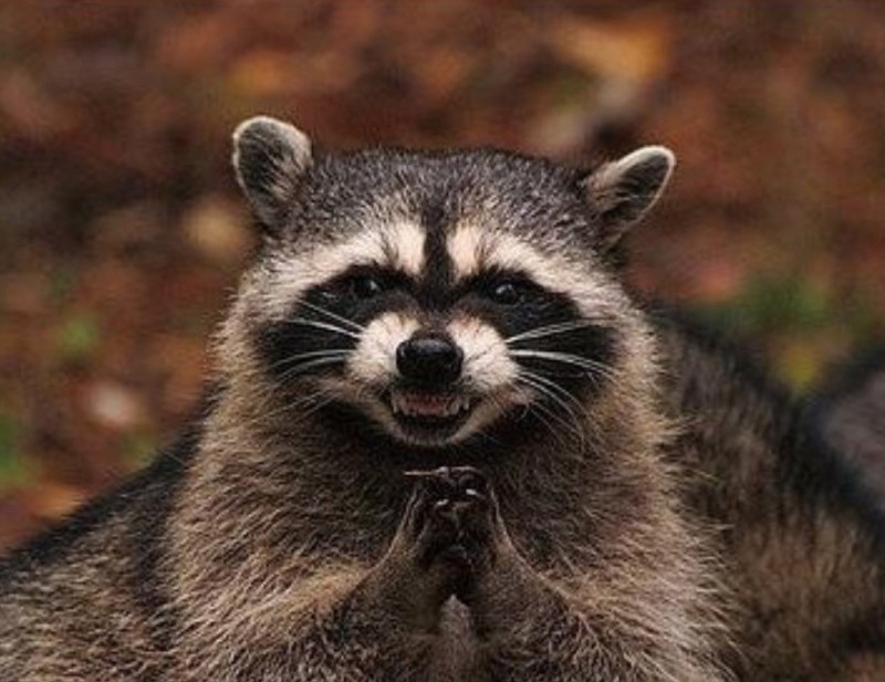 Create meme: angry raccoon polosun, evil raccoon, sly raccoon 