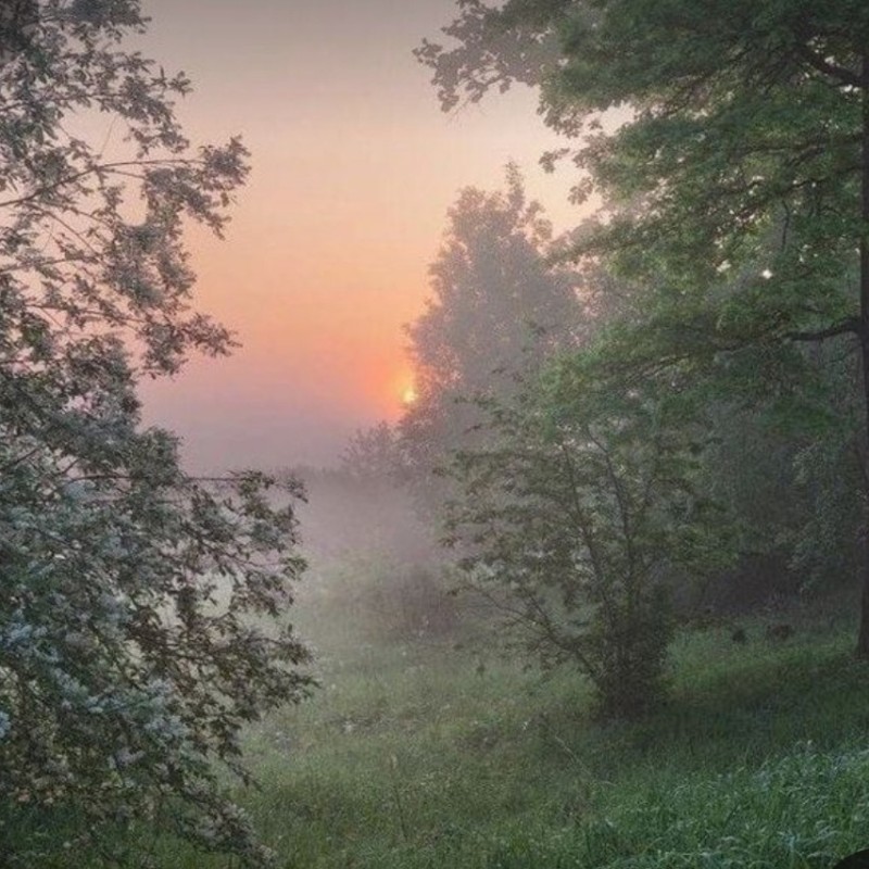 Создать мем: пейзаж фотография, пейзаж луг, пейзаж туман