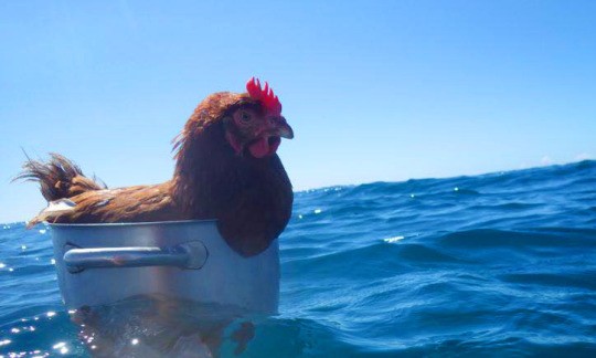 Create meme: chicken bird, the chicken is swimming, Moana