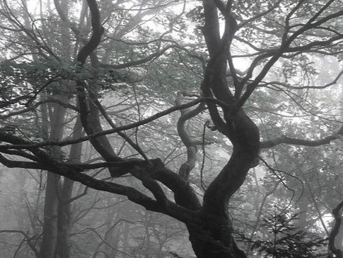 Create meme: dark wood, landscapes aesthetics, forest misty