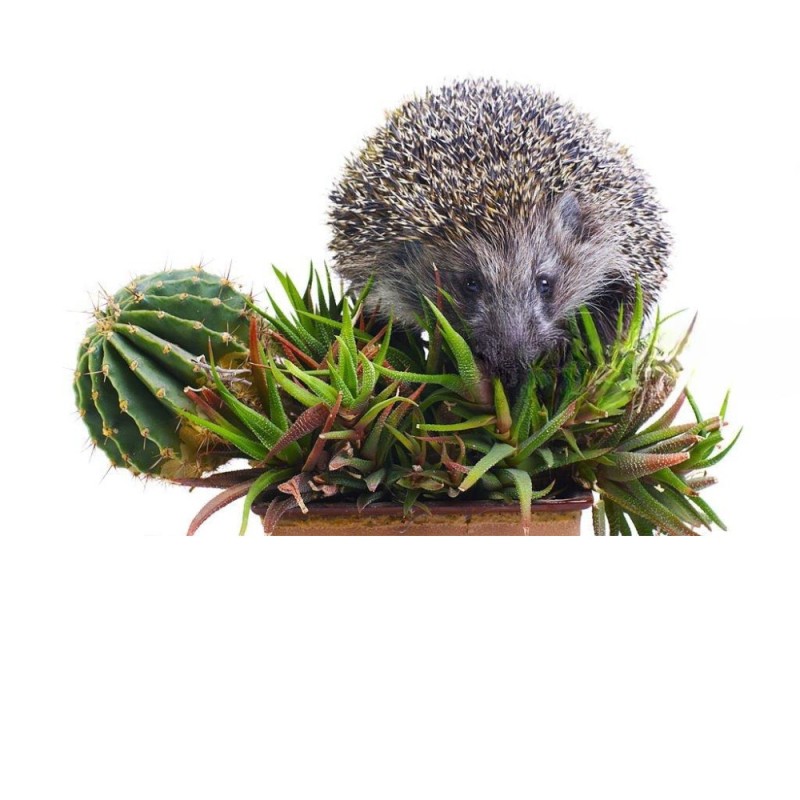 Create meme: hedgehog and cactus, hedgehog hedgehogs, hedgehog plant