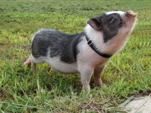 Создать мем: поросята мини пиги, карликовая домашняя свинья, карликовая свинка