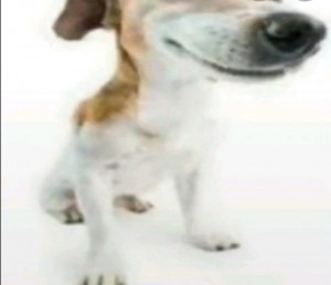 Create meme: dog Jack Russell, Jack Russell Terrier, dog Jack Russell Terrier