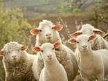 Создать мем: сельхоз животные, ферма овец, овцеводство