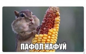 Create meme: Hamster