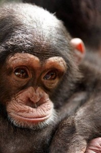 Create meme: the common chimpanzee, chimpanzees