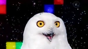 Create meme: Drunk owl