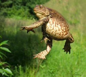 Создать мем: жаба болотная, toad, жаба