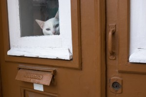 Create meme: cat, white cat, cat