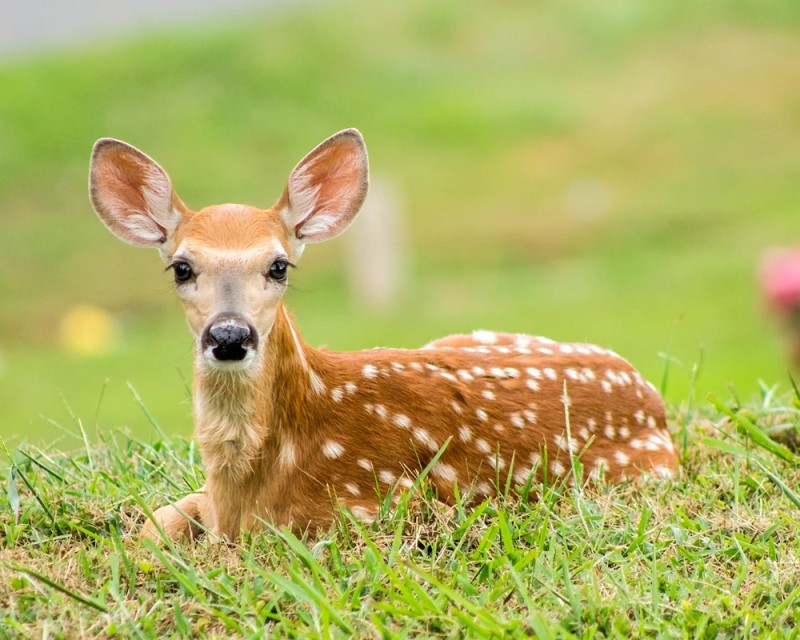 Create meme: little deer, deer , fawn 