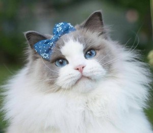 Create meme: ragdoll cat, beautiful cats, Aurora cat ragdoll