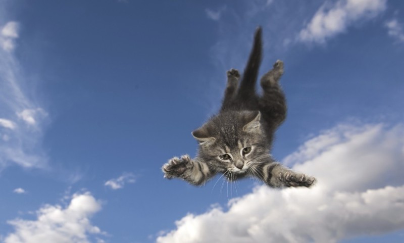 Создать мем: прыгающая кошка, прыжок кошки, летающий кот