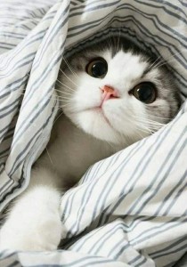 Create meme: the cat in the blanket, cat cute, cute cats