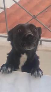 Создать мем: весёлый щенок черный, животные домашние, животные