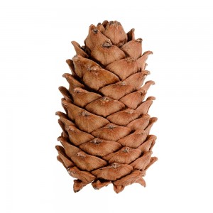 Create meme: pine cones, bump