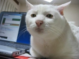 Создать мем: serious cat, белый кот мем, кот