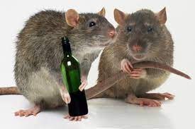 Create meme: rat, rat mouse, rat