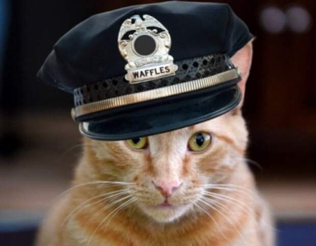 Create meme: patrol cat police, police cat, a police cat made of stickers