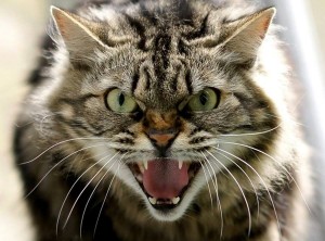 Create meme: a rabid cat, angry cat, the cat hisses