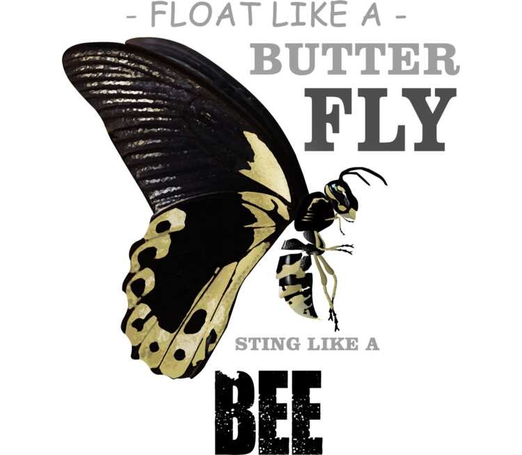 Создать мем: черная бабочка, большие бабочки, love and other words книга