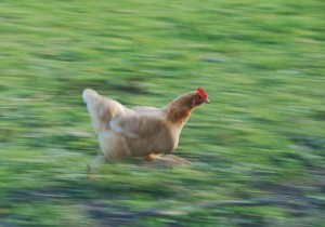 Create meme: chicken meme, chicken run, running chicken