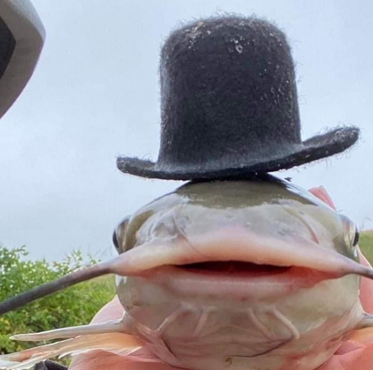 Создать мем: catfish, ночная рыбалка на сома, сом рыба в шляпе мем