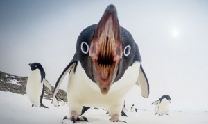 Создать мем: пингвин милый, пингвин птица, большой пингвин
