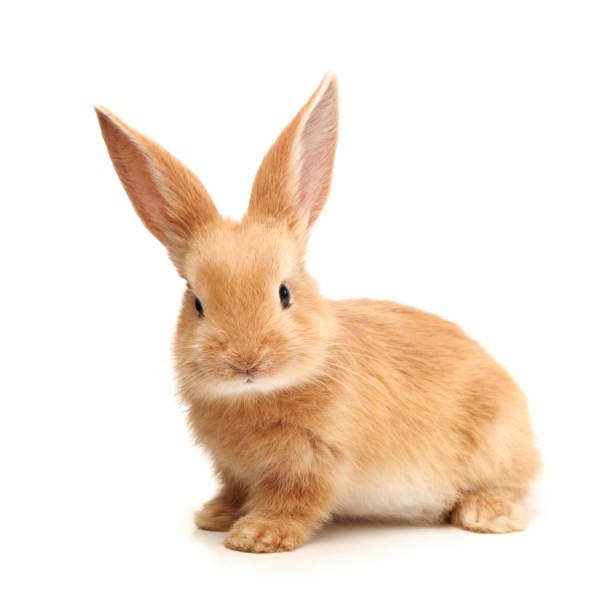 Create meme: rabbit , rabbits on a white background, orange rabbit