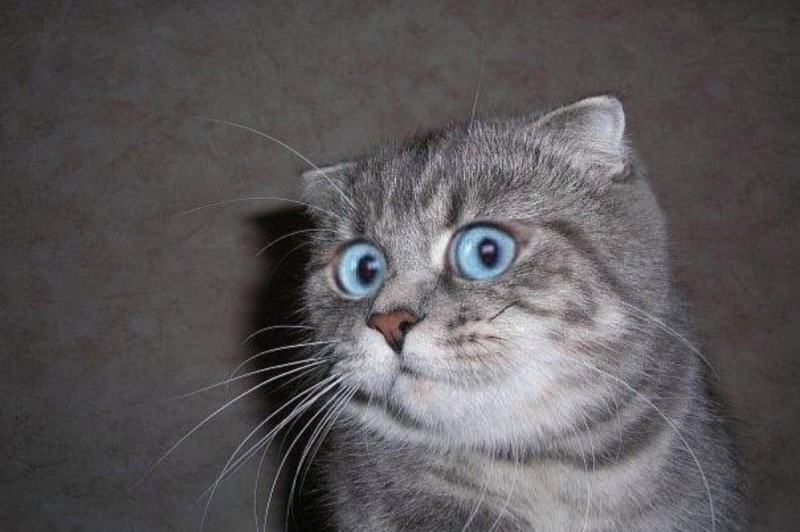 Create meme: I'm in shock , cat , the surprised cat meme