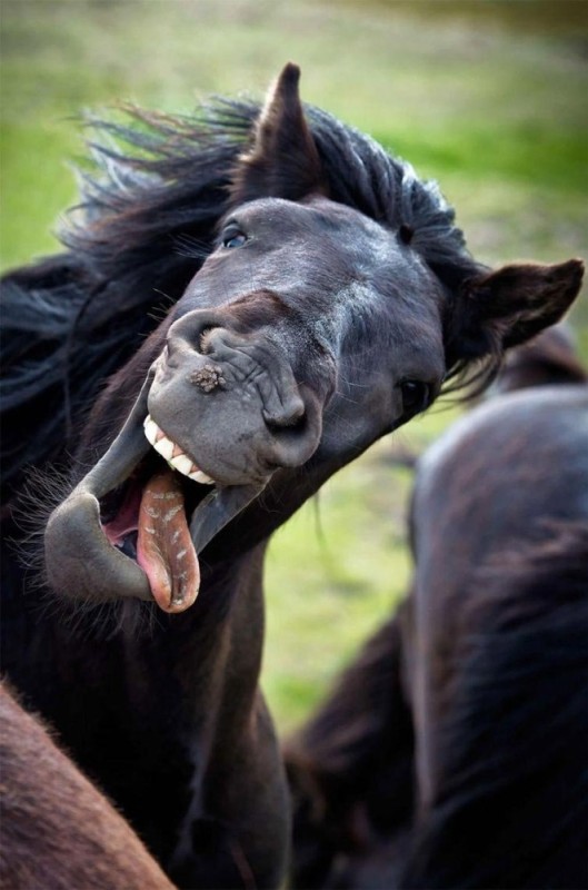 Create meme: funny animals to tears, horse yawns, funny horse