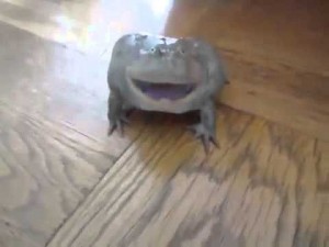 Создать мем: crazy screaming frog, смешная жаба, упоротая жаба